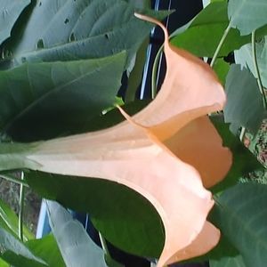 Meet your Posher, Bonnie